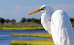 kiawah island, south carolina, low country, beach, photography, image