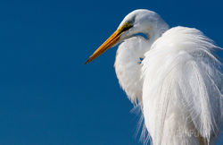 kiawah island, south carolina, low country, beach, photography, image