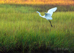 kiawah island, south carolina, low country, beach, photography, image