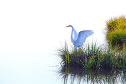 kiawah island, south carolina, low country, beach, photography, image