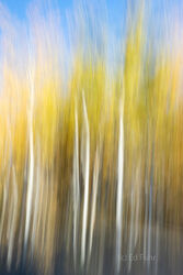Abstracts and Patterns, autumn, fall, foliage, aspen, pattern, yellow, grand teton, tetons, photograph, 2020, abstract