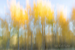 Abstracts and Patterns, autumn, fall, foliage, aspen, pattern, yellow, grand teton, tetons, photograph, 2020, abstract