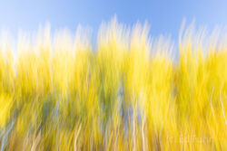 Abstracts and Patterns, autumn, fall, foliage, aspen, pattern, yellow, grand teton, tetons, photograph, 2020, abstract