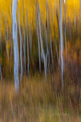 Abstracts and Patterns, autumn, fall, foliage, aspen, pattern, yellow, grand teton, tetons, photograph, 2020, abstract