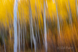 Abstracts and Patterns, autumn, fall, foliage, aspen, pattern, yellow, grand teton, tetons, photograph, 2020, abstract