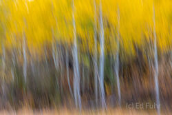 Abstracts and Patterns, autumn, fall, foliage, aspen, pattern, yellow, grand teton, tetons, photograph, 2020, abstract