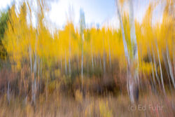 Abstracts and Patterns, autumn, fall, foliage, aspen, pattern, yellow, grand teton, tetons, photograph, 2020, abstract