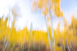 Abstracts and Patterns, autumn, fall, foliage, aspen, pattern, yellow, grand teton, tetons, photograph, 2020, abstract