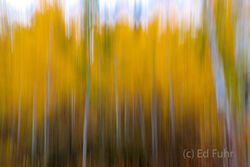 Abstracts and Patterns, autumn, fall, foliage, aspen, pattern, yellow, grand teton, tetons, photograph, 2020, abstract