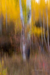 Abstracts and Patterns, autumn, fall, foliage, aspen, pattern, yellow, grand teton, tetons, photograph, 2020, abstract