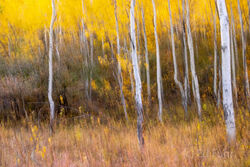 Abstracts and Patterns, autumn, fall, foliage, aspen, pattern, yellow, grand teton, tetons, photograph, 2020, abstract