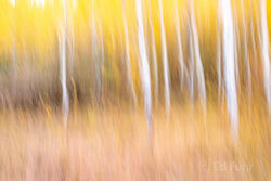 Abstracts and Patterns, autumn, fall, foliage, aspen, pattern, yellow, grand teton, tetons, photograph, 2020, abstract