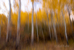 Abstracts and Patterns, autumn, fall, foliage, aspen, pattern, yellow, grand teton, tetons, photograph, 2020, abstract
