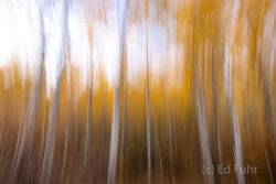 Abstracts and Patterns, autumn, fall, foliage, aspen, pattern, yellow, grand teton, tetons, photograph, 2020, abstract