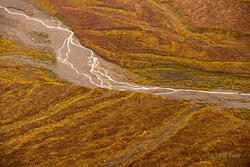 Fading Autumn Tundra on Polychrome Pass