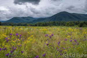 Wildflower Carpet
