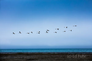 Whooper Swans