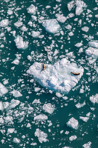 Sea Lions in Icy Bay