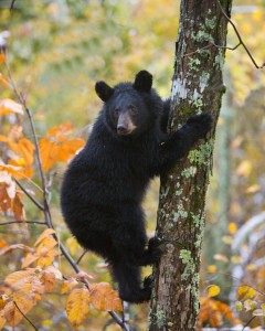 Black Bear Cub