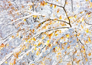 Beech Tree on Colonial Parkway