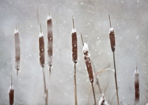 Cattail Snow