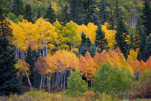 Aspens and Pines