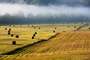 Hay Field