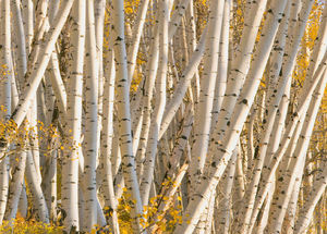 Aspen Thicket