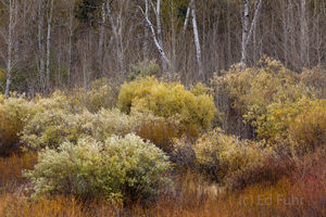 Willow Meadow