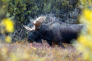 Willow Flats Moose