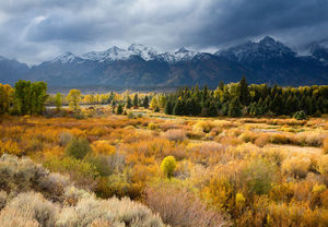 Blacktail Pond Overlook