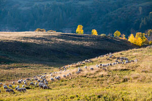 A Fine Place to Graze