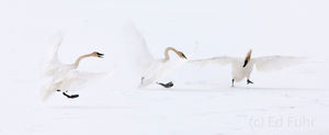 Tundra Dance