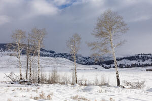 Lamar's Aspen - A Winter's Take
