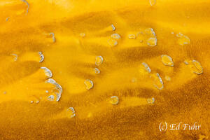 A Splash of Gold