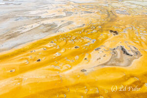 Where Gold and Silver Meet