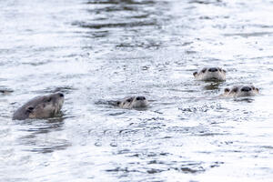 Otter Curiosity