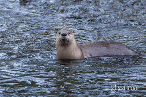 Who Are You Looking At?