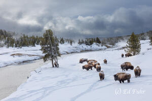 Where Bison Huddle