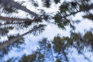Cathedral Ceiling of Pines