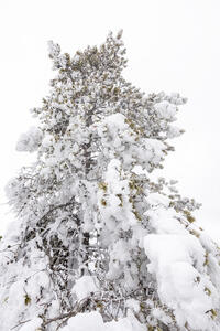 Winter's Hold