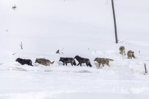 Wapiti Pack