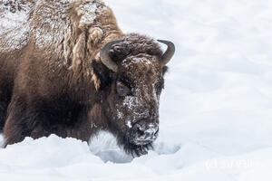 Bison Struggle