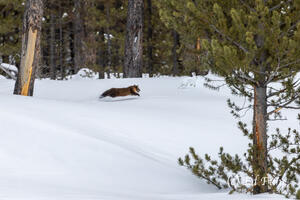 The Chase