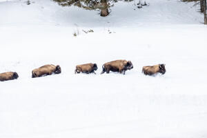 A Parade of Bison