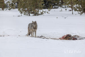 Nothing is Easy in Winter