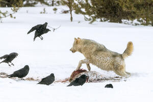 Chasing the Ravens