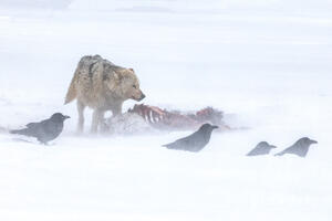 Survival 