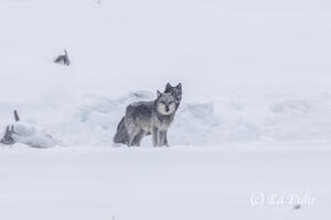 A Gray Wolf in Winter