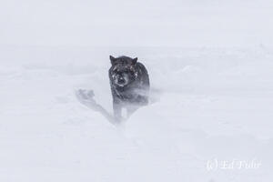 Undeterred